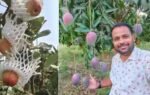 vikrant kale apple farming image credit betterindia