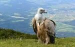 vulture