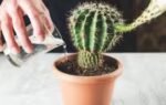 watering mistakes that can kill your cactus plant