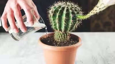 watering mistakes that can kill your cactus plant