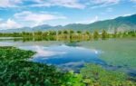 wetland