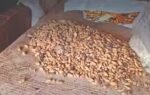 wheat rice stock