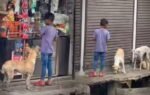 while the world sleeps this little boy wakes at 6 am to feed stray dogs