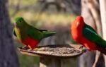 why experts are warning against feeding wild birds during the h5n1 outbreak