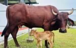 worlds first ivf female calf of lakhimi breed