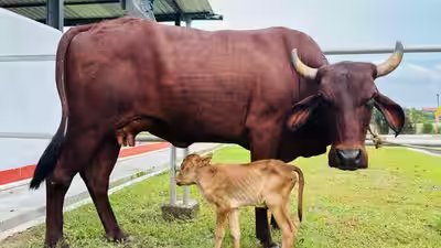 worlds first ivf female calf of lakhimi breed