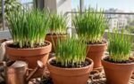 6 simple tips to grow onions at home in pots containers and small garden spaces