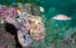an octopus at porthkerris reef off cornwall in southwestern england reuters