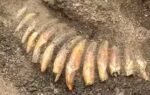 ancient polish burial reveals man with 2 skulls 42 tooth necklace and battle axe