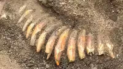 ancient polish burial reveals man with 2 skulls 42 tooth necklace and battle