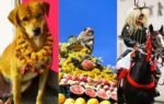 animal festival