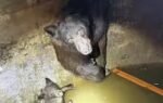 bears