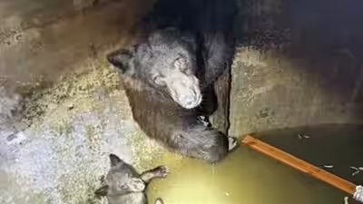 bears