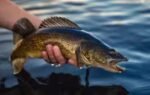 both mcdermott lake and sandy beach lake had previously supported natural walleye recruitment