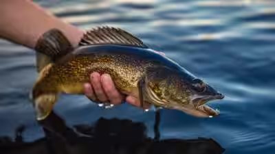 both mcdermott lake and sandy beach lake had previously supported natural walleye recruitment