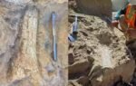 california crews uncover possible 45 million year old thunder beast fossils in oceanside