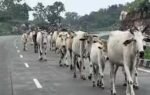 cattle