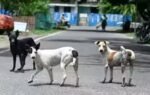 chennai to launch mass anti rabies drive today targets two lakh stray dogs