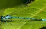 damselfly