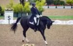equestrian