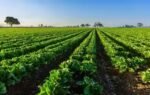 farming