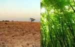 forest land