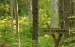 forest restoration