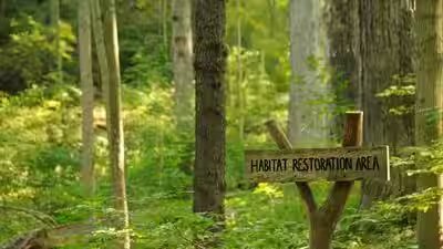 forest restoration