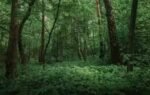 forest vs jungle what is the actual difference between the two