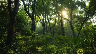 forest