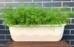 grow dill indoors
