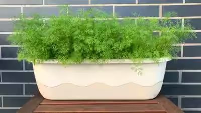 grow dill indoors