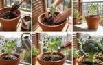 how to grow broccoli in a pot at home with simple steps and healthy plant care tips