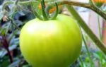 how to ripen green tomatoes indoors and avoid mistakes that can slow the process