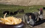 it has been part of the food habits of nomadic communities for generations