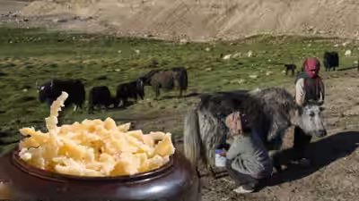 it has been part of the food habits of nomadic communities for generations