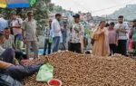 jampk produces 35 lakh tonnes of walnuts annually