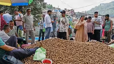 jampk produces 35 lakh tonnes of walnuts annually