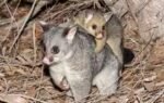 possums