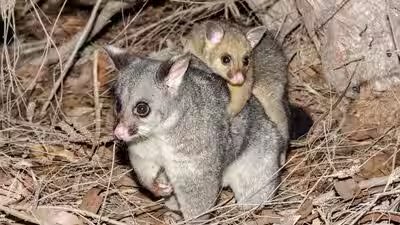 possums