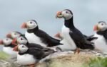puffins