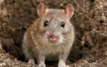rat