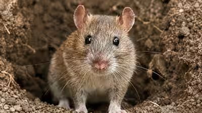 rat