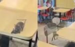rats found roaming in rajkot mc donalds