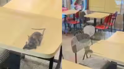 rats found roaming in rajkot mc donalds