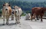 road map laid out to keep stray animals off national highways