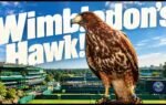 rufus the hawk