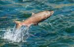 salmon