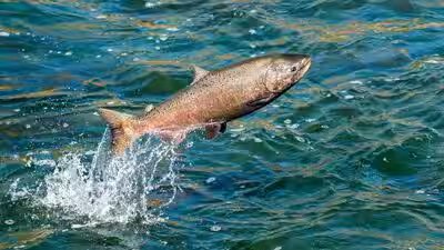 salmon