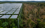 scientists covered an amazon rainforest plot with 6000 panels to block half its rain large trees die